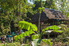 Streifzug durch den Regenwald; Indio-Hütte, vorn eine Bijao (Calathea Lutea)