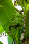 Streifzug durch den Regenwald; Bananenstaude