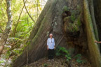 Streifzug durch den Regenwald; im Schatten eines mächtigen Kapok-Baums (Ceiba pentandra)