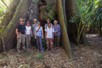 Streifzug durch den Regenwald; im Schatten eines mächtigen Kapok-Baums (Ceiba pentandra)
