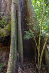 Streifzug durch den Regenwald; Brettwurzel eines Kapok-Baums