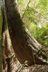 Streifzug durch den Regenwald; mächtiger Kapok-Baum (Ceiba pentandra)