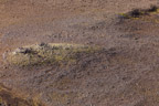 Blick vom Gipfel des Söðull (dt. Damensattel), 1132 m