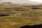 Wollgraswiesen