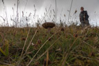 Pilz