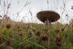 Pilz