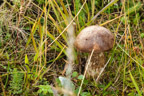 Pilz