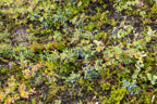 Blaubeeren