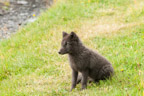 Langidalur, Polarfuchs