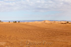 Die Hamada du Drâa am Horizont markiert die Grenze zu Algerien