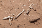 Menschliche Skelette aus grauer Vorzeit