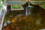 Marrakech, Jardin Majorelle