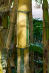 Marrakech, Jardin Majorelle