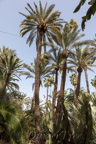 Marrakech, Jardin Majorelle