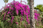 Marrakech, Jardin Majorelle