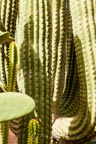 Marrakech, Jardin Majorelle