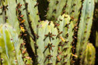 Marrakech, Jardin Majorelle