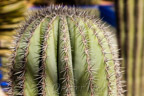 Marrakech, Jardin Majorelle
