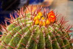 Marrakech, Jardin Majorelle
