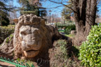 Le Lion d'Ifrane, Ifrane