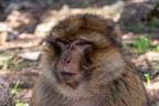 Berberaffe im Monkey Forest bei Ifrane